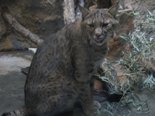 2009/10(October)/Fort_Worth_Zoo/640x480_20100206 527.JPG